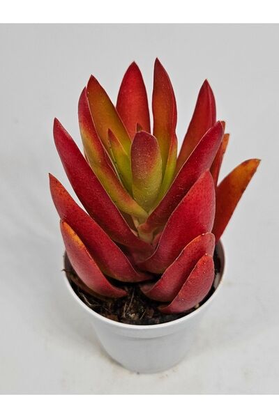 DOĞA BAHÇESİ Crassula Campfire Sukulent 5.5cm