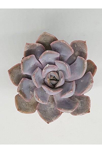 DOĞA BAHÇESİ Echeveria Orion Ithal Koleksiyonluk Tür Sukulent 5.5cm Saksılı