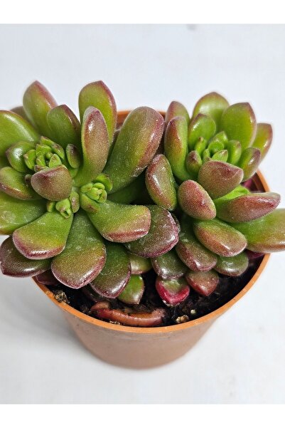 DOĞA BAHÇESİ Sedum Joyce Tulloch (Çoklu Dikim) Sukulent 5,5cm Saksılı