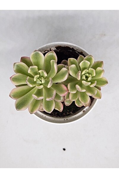 DOĞA BAHÇESİ Sedum Joyce Tulloch Variegated Ithal Koleksiyonluk Tür Sukulent 5,5cm Saksılı