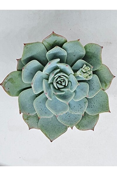 DOĞA BAHÇESİ Echeveria Best Western Ithal Koleksiyonluk Tür Sukulent 5,5cm