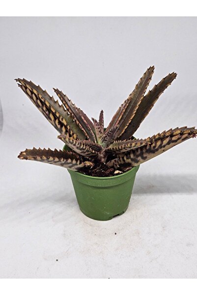 DOĞA BAHÇESİ Yeşil Aşkın Gözyaşı Kalanchoe Daigremontiana 5,5cm Saksılı