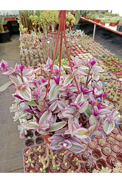 Ravza Çiçekçilik Mor Telgraf Çiçeği Askılı Saksıda Dolgun Ve Formlu