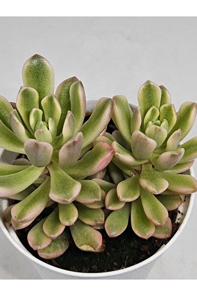 DOĞA BAHÇESİ Sedum Joyce Tulloch Variegated Ithal Koleksiyonluk Tür Sukulent 5,5cm Saksılı