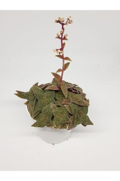 DOĞA BAHÇESİ Crassula Exilis Özel Tür Sukulent 5,5cm Saksılı