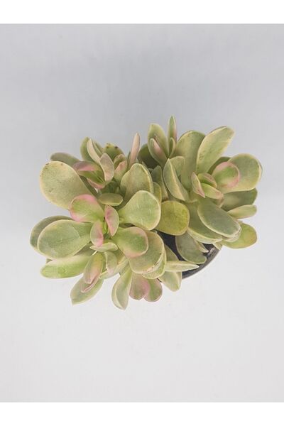DOĞA BAHÇESİ Crassula Money Maker Variegated Sukulent 5,5cm