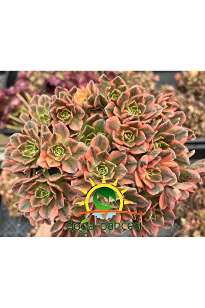 DOĞA BAHÇESİ Aeonium Sweet Tea Variegated (Uzak Doğu İthal) Nadir ve Koleksiyonluk Tür Sukulent 5.5cm Saksılı