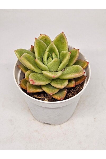 DOĞA BAHÇESİ Echeveria Agavoides Gilva Sukulent 5.5cm Saksılı