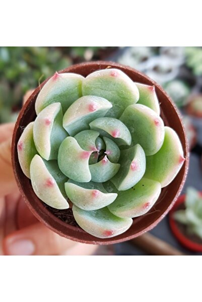DOĞA BAHÇESİ Echeveria Chiuahuensis Özel Tür Sukulent 5,5 Cm Saksı