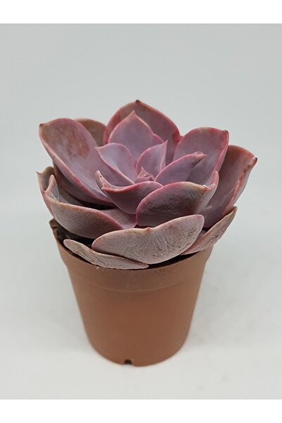 DOĞA BAHÇESİ Echeveria Perle Pembe Sukulent 5.5cm