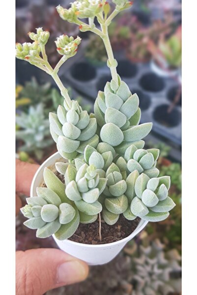DOĞA BAHÇESİ Crassula Hibrit Deceptor Stone Age Silver Nadir Tür Sukulent 5,5 cm