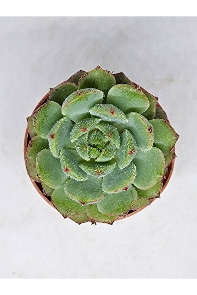 DOĞA BAHÇESİ Echeveria Derosa Özel Tür Sukulent 5,5cm
