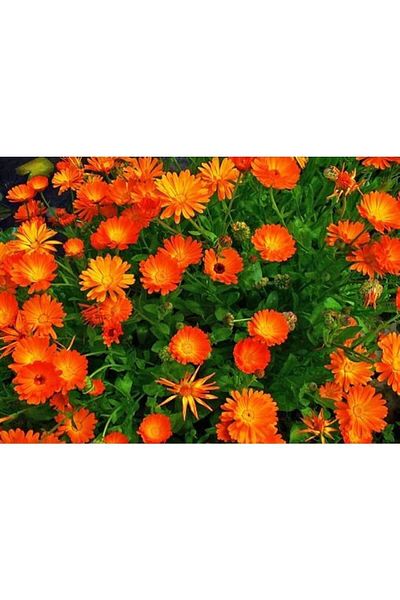 Organik Teyze 50 Ml Calendula Oil - Joy, Aunt, Calendula and Orange Narcissus Oil