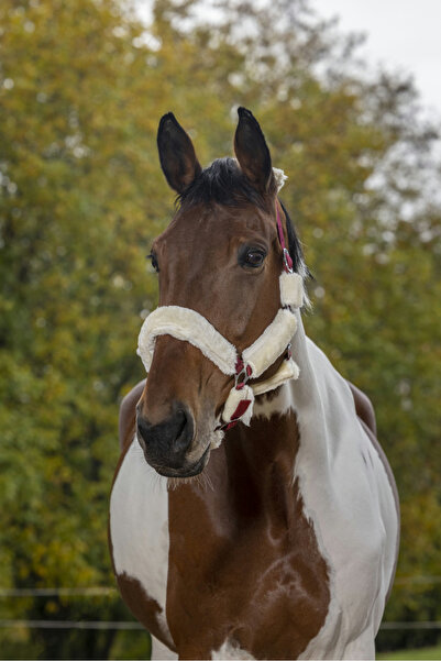 Asi At Yular, Pelüşlü Cob