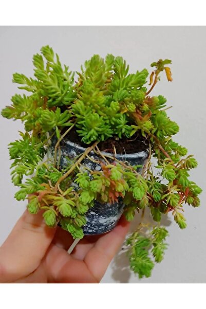 SARMASK (2adet )Kaya sedum cicegi - (10-15 cm ) yer örtucu -mezar bittkisi -k...