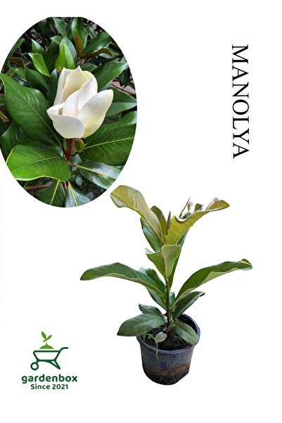 Gardenbox Yoğun Kokulu Manolya Ağacı Fidanı 1 ADET Saksılı 30-60cm Bahçe Bitkisi