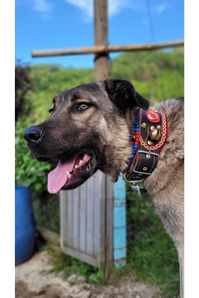 Sürmeli Tasma Kangal Dog Collar with Bell Genuine Buffalo Leather