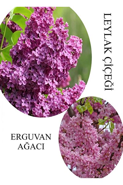 Bitkim Sende Kokulu Leylak Çiçeği Fidanı 1 ADET Saksılı 30-60Cm+Erguvan Ağacı...