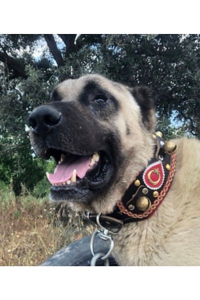 Sürmeli Tasma Zilli Kangal Dog Collar Genuine Buffalo Leather with Red Stripe