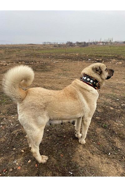 Sürmeli Tasma Zilli Wide Kangal Dog Collar Genuine Leather