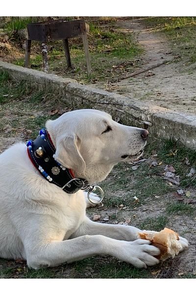 Sürmeli Tasma Large Leather Dog Collar with 2 Bells