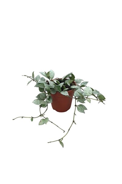 Betonish Hoya Krohniana 'eskimo' (MUM ÇİÇEĞİ)