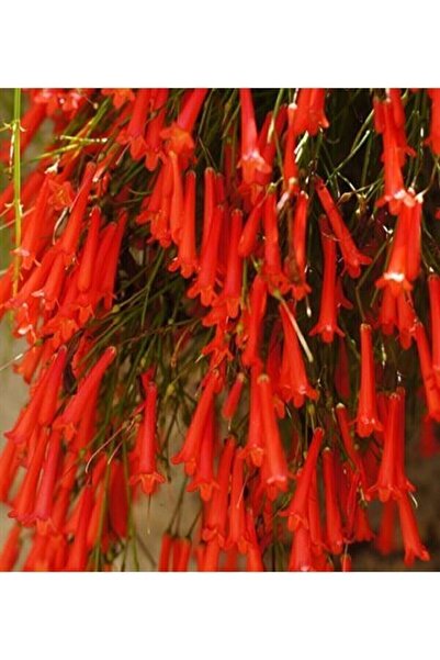 körfezgardens Kırmızı Mercan Çiçeği (russelia Equisetiformis)