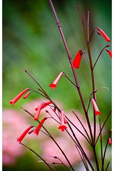 körfezgardens Kırmızı Mercan Çiçeği (russelia Equisetiformis)