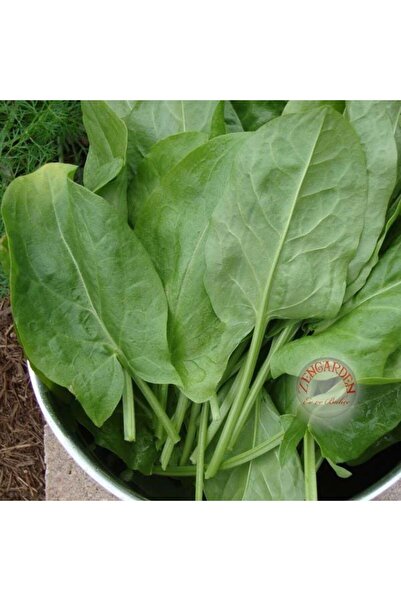 ZENGARDEN EV VE BAHÇE Geniş yapraklı kuzukulağı tohumu ekşi otu labada