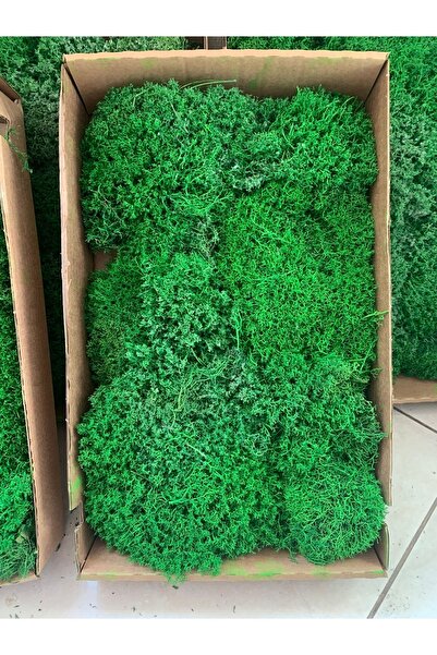 New Life Dekorasyon Canlı Şoklanmış Stablize Liken Yosun Reinder Moss 1m2(MET...