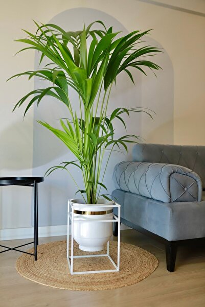 Özge design Metal Saksı Ayaklı Çiçeklik Beyaz Saksı Ayaklı Gold Vazo Dekorati...