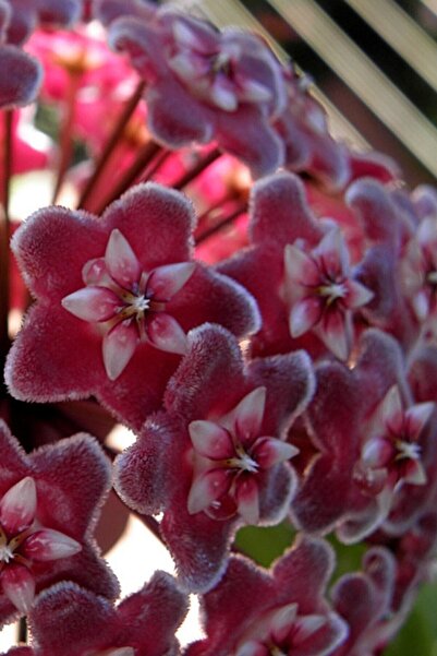 ÇİÇEKFLİX Mum Çiçeği 1. Kalite Özel Renk 1. Kalite