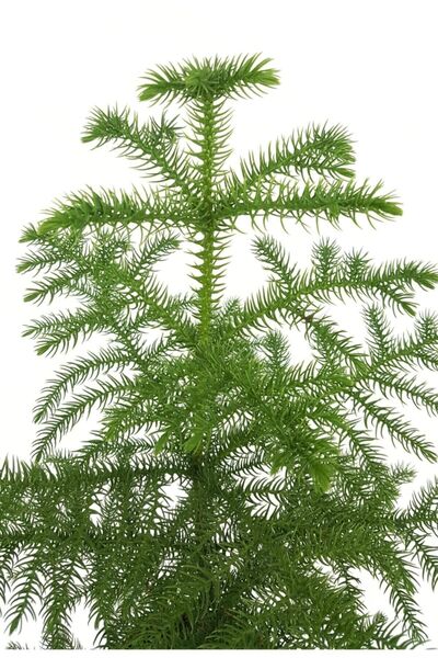 Genel Markalar Yılbaşı Ağacı Heterophylla Arokarya Araucaria 60-70 Cm Ev Ofis Bitkisi Salon Çamı