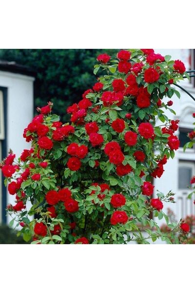 Mimoza Kırmızı Yediveren Sarmaşık Gül Fidanı açık kök 20-40 Cm