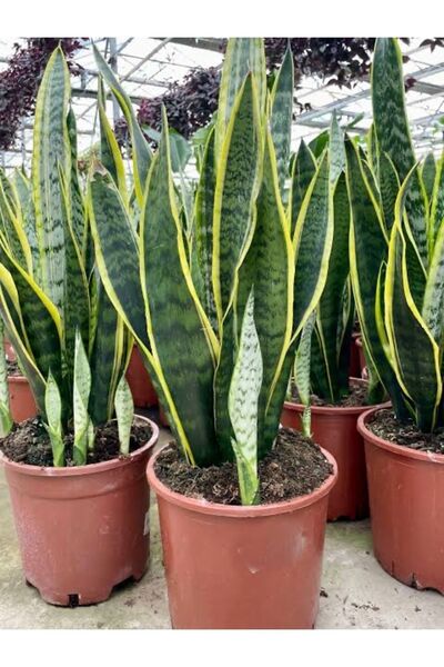 körfezgardens Paşa KILICI Sansevaria BOL DALLI, Begenmezseniz İADE Peygamber Kılıç Çiçeği