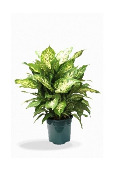 Berceste Peyzaj tasarım Difenbahya Mars Difenbahya 50 60 Cm Ev Bitkisi Ofis Bitkisi Salon Bitkisi Iç Mekan Bitki