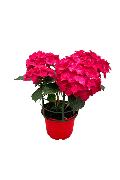Betonish Hydrangea Macrophylla 'Red' (Kırmızı Ortanca)