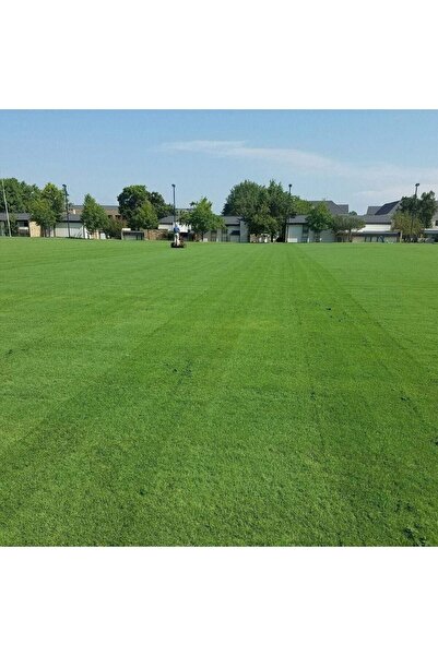 Genel Markalar Bermuda Çim Tohumu 500 Gr Uganda Çimi Köpek Dişi Ayrığı Bermud...