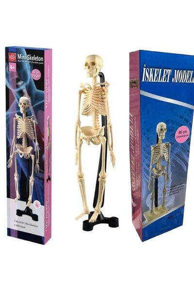 cagdaskids Iskelet Modeli 46 Cm