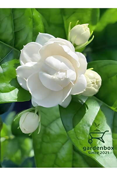 Gardenbox Kokulu Katmerli Ful Yasemin Çiçeği 1 ADET Saksılı 40-60Cm(Jasminum ...