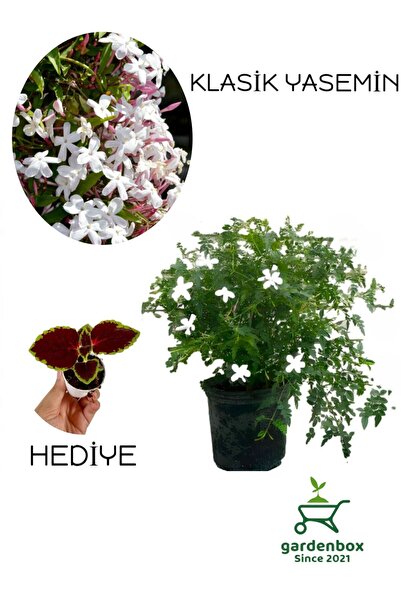 Fragrant Izmir Jasmine Flower 1 Pc Pot/Tube (30-60Cm)+Leafy Beauty