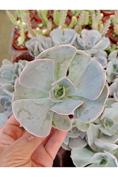 Ravza Çiçekçilik Echeveria Lilacina Büyük Ve Geniş Yapraklı 5 . 5 Cm Saksıda