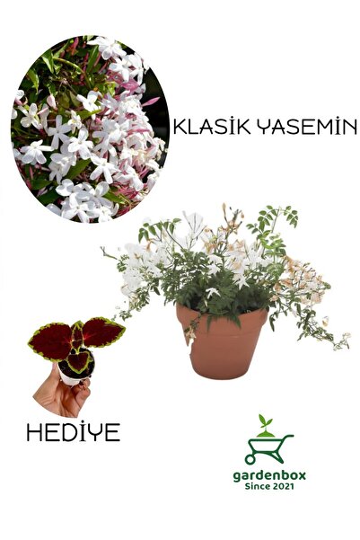 Gardenbox Mis Kokulu Klasik Yasemin Çiçeği 1 Adet Saksılı/Tüplü (30-60Cm)+Yaprak Güzeli