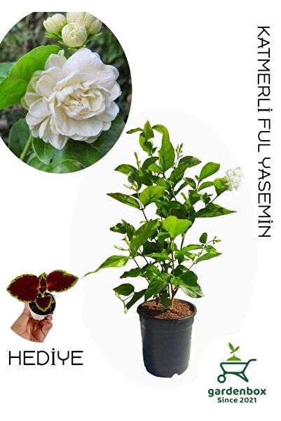 Gardenbox Yoğun Kokulu Katmerli Ful Yasemin Çiçeği 1 ADET Saksılı 40-60Cm(Jas...