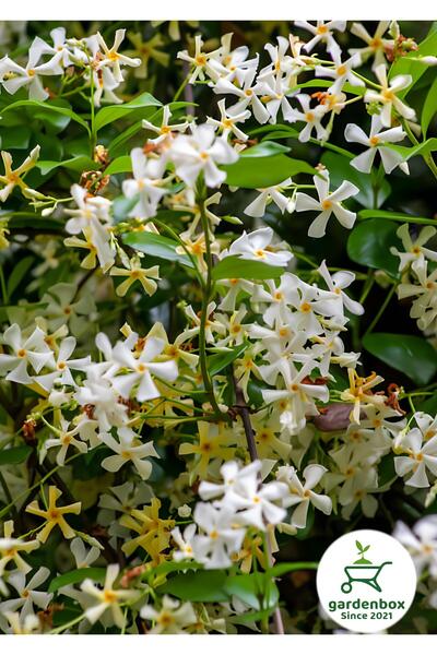 Gardenbox Kokulu Arap-Yıldız Yasemin Çiçeği 1 ADET Saksılı/Tüplü 30-60Cm Bahç...