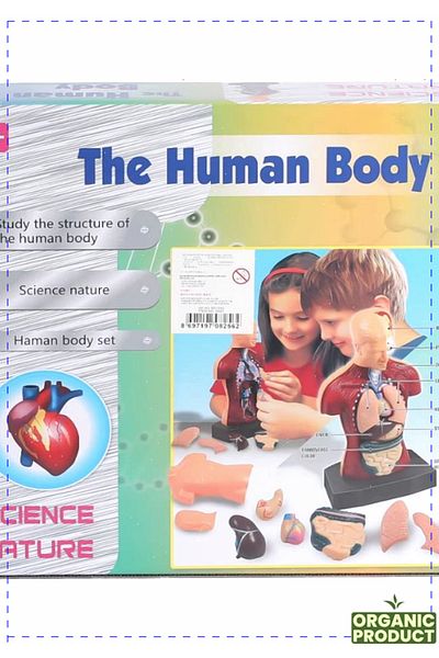 OMZ 1 Piece Natural Human Body Learning Set - Girl Boy Children's Educational Montessori Toys