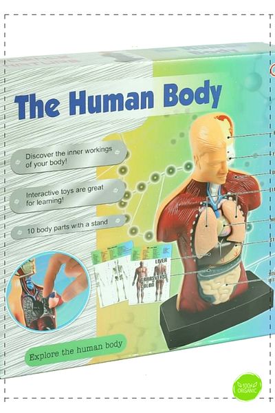 OMZ 1 Piece Natural Human Body Learning Set - Girl Boy Children's Educational Montessori Toys