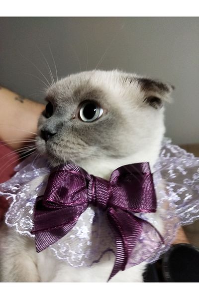 Canbutik Handmade Cat And Small Dog Collar Leash Purple