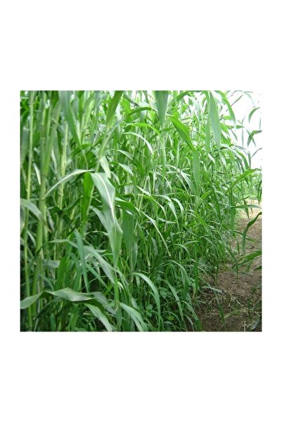 Agrobazaar Sorgum Sudan Otu Tohumu 25 kg