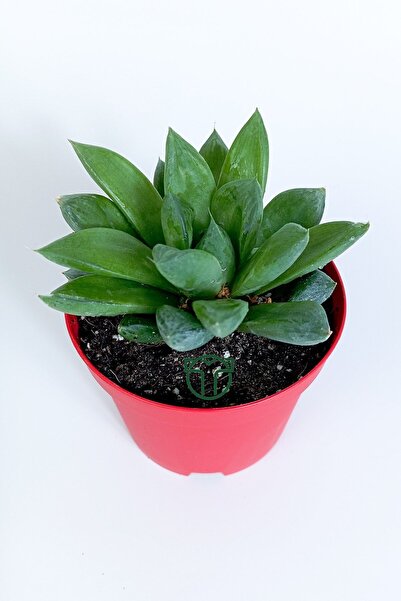 Toptan Kaktüs Haworthia Cuspidata yıldız sukulent star window yeşil gül 8.5 cm kırmızı saksıda